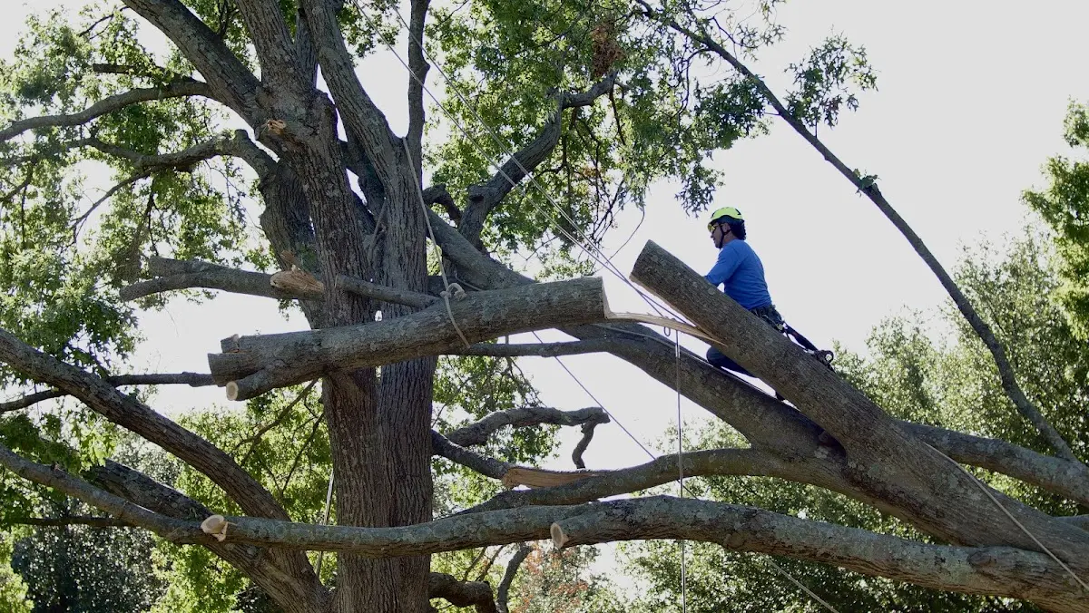 Professional Crown Thinning performed by certified arborists in Quakertown